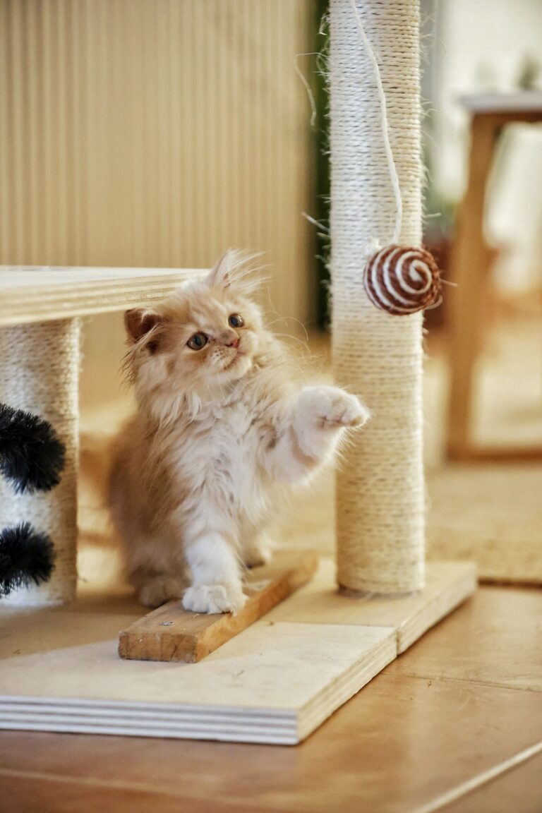 Playful kitten exploring a wooden cat tree with scratching posts and interactive toys in a cozy room