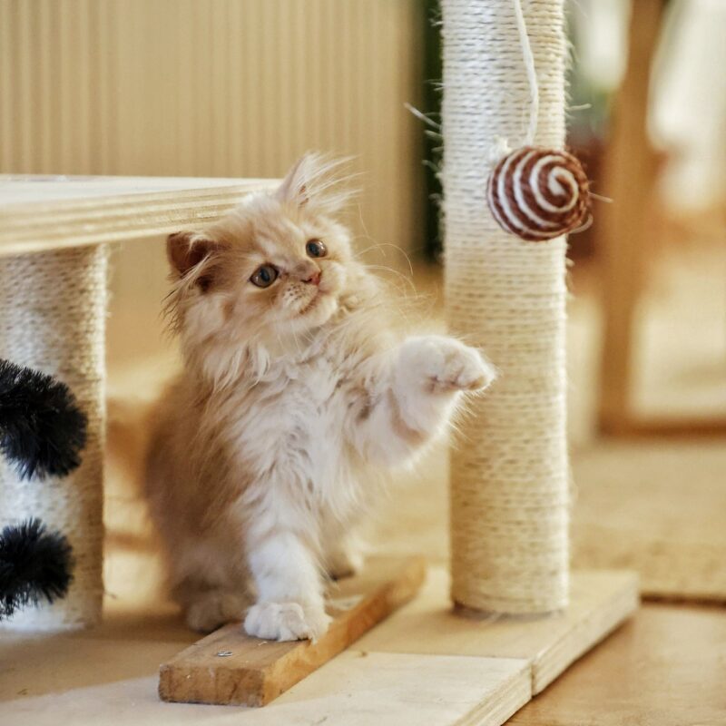 Playful kitten exploring a wooden cat tree with scratching posts and interactive toys in a cozy room
