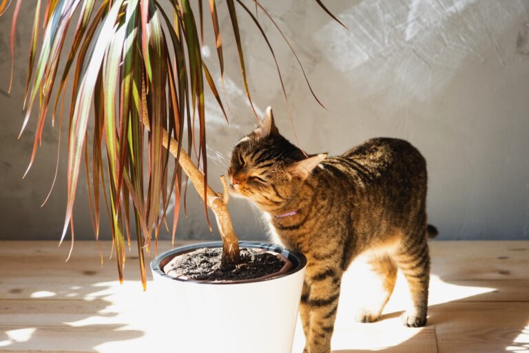 The cat sniffs and nibbles the house plant dracaena in the interior