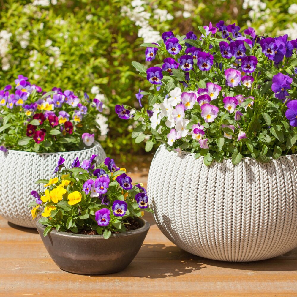 beautiful pansy summer flowers in flowerpots in garden