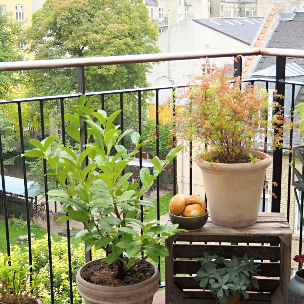 Fresh buns and plants in clay pots on the balcony on a rainy day.