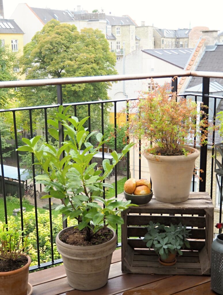 Fresh buns and plants in clay pots on the balcony on a rainy day.