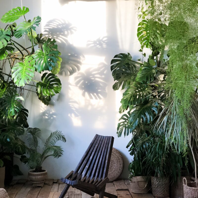 Plants shop