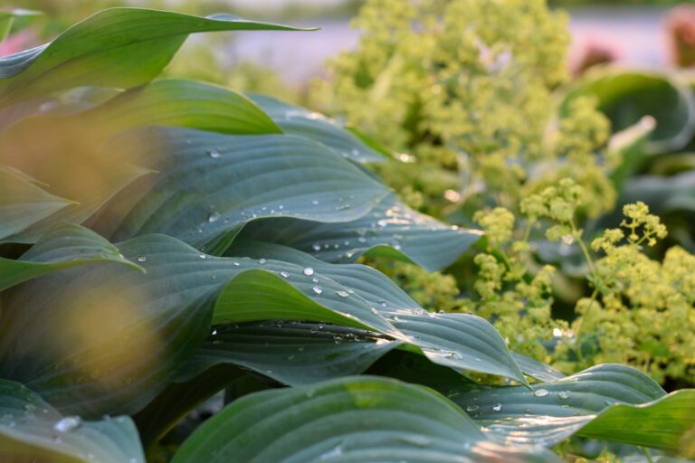 Water drops on large hosta leaves in a perennial summer graden illuminated by back lighting