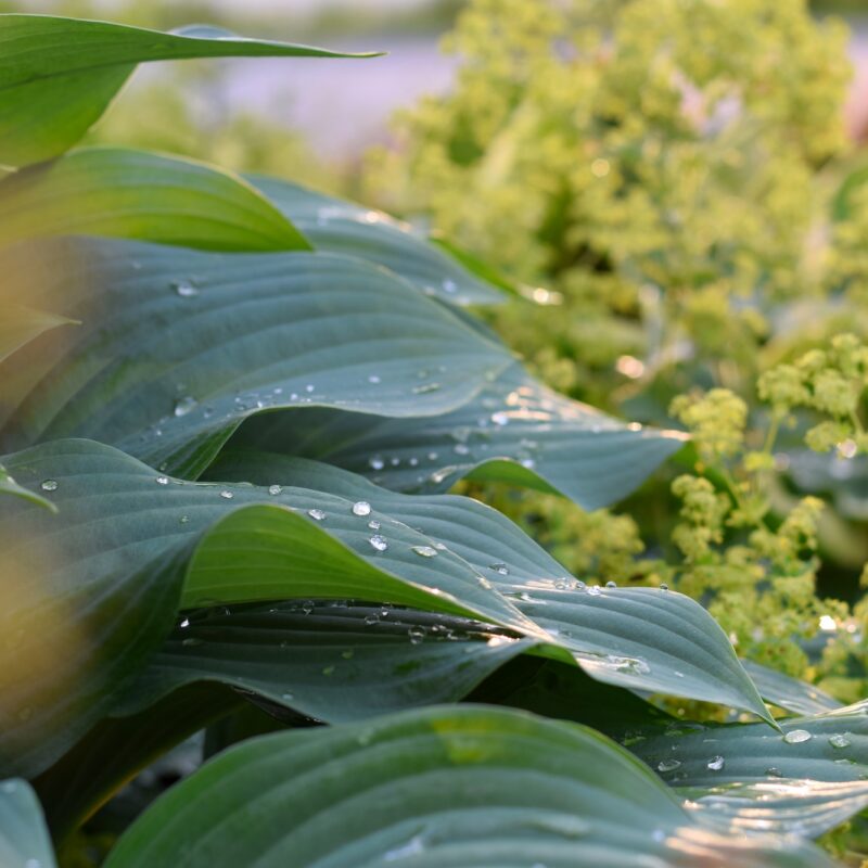 Water drops on large hosta leaves in a perennial summer graden illuminated by back lighting