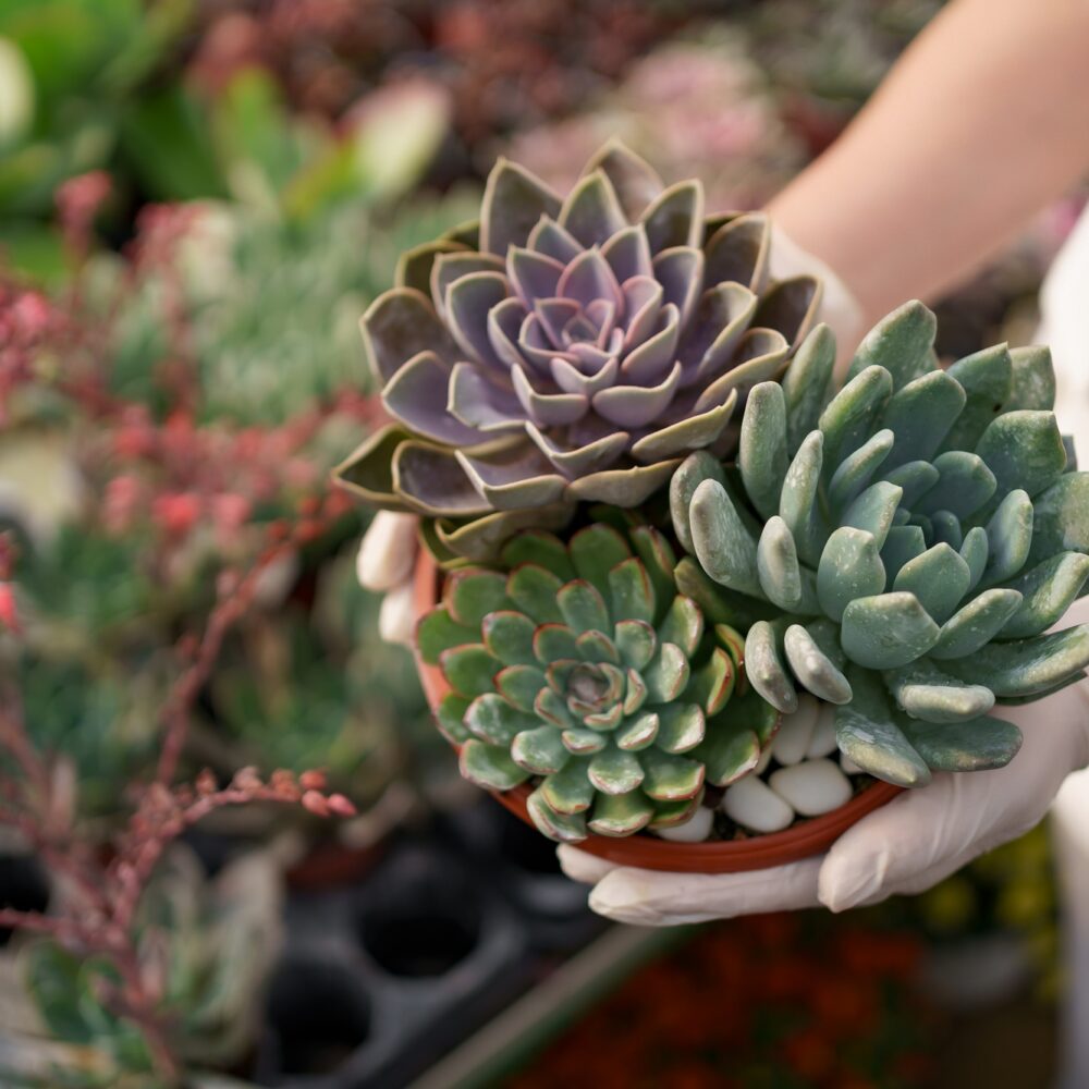 Woman hands holding a pot with succulents