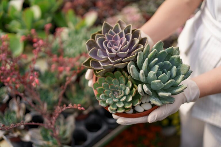 Woman hands holding a pot with succulents